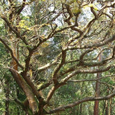 Copaifera reticulata, officinalis, coriacea, and langsdorffii